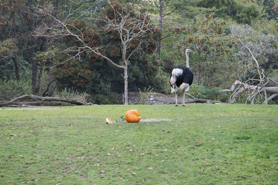 Woodland Park Zoo — photo 46